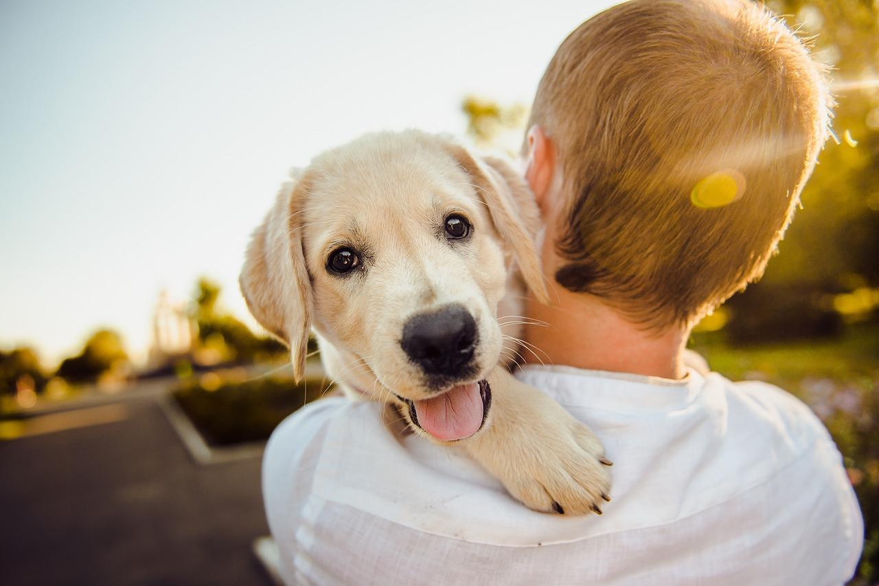 Les multiples avantages d’une assurance sante pour votre animal